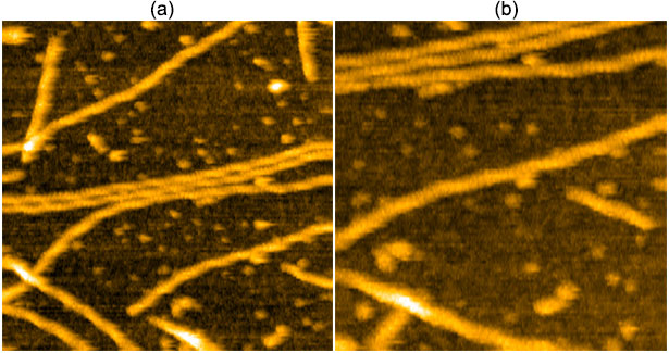 Actin filaments (a) 250×250 nm2 and (b) 400×400 nm2